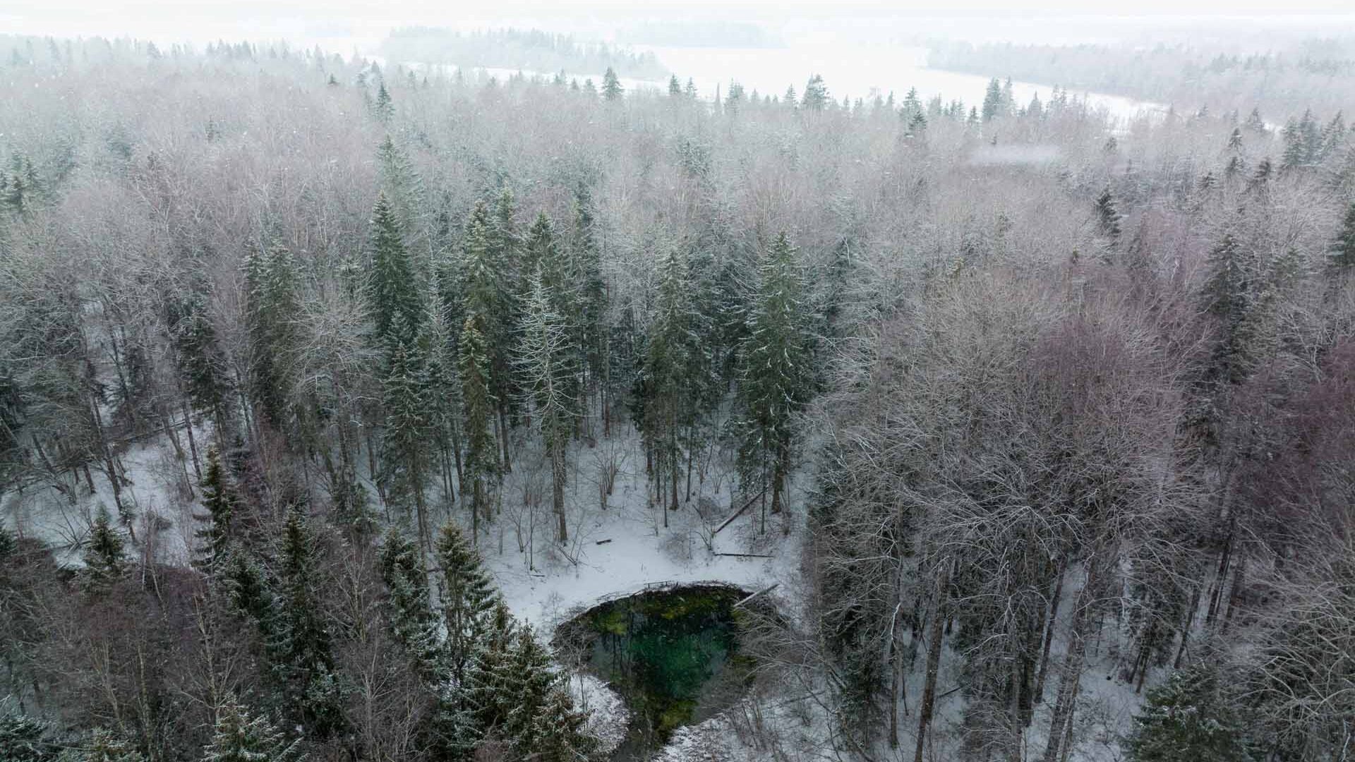 Sauga Siniallikad