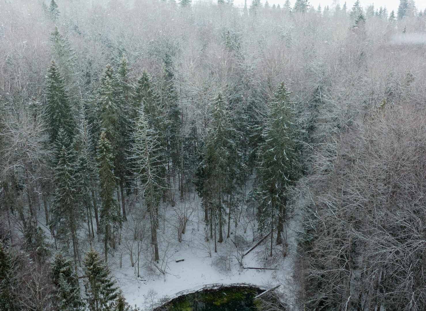 Saula Siniallikad